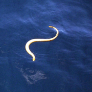 Don Potts - sea snake